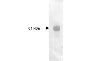 Figure 1. (CPY antibody)