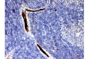 Anti- SERPINA1 Picoband antibody, IHC(P) IHC(P): Rat Spleen Tissue (SERPINA1 antibody  (AA 211-411))