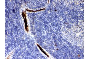 Anti- SERPINA1 Picoband antibody, IHC(P) IHC(P): Rat Spleen Tissue
