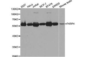 Western blot analysis of extracts of various cell lines, using FKBP4 antibody (ABIN5973289) at 1/1000 dilution. (FKBP4 antibody)