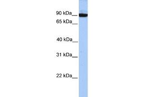 WB Suggested Anti-PCDH17 Antibody Titration: 0. (PCDH17 antibody  (C-Term))