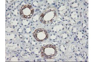 Image no. 2 for anti-Src-like-adaptor 2 (SLA2) antibody (ABIN1500948) (SLAP2 antibody)