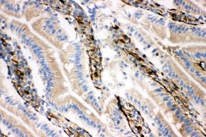 Anti-NRG1 antibody, IHC(F) IHC(F): Rat Intestine Tissue