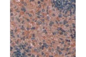Figure. (CD14 antibody  (AA 18-372))