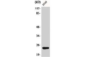 Western Blot analysis of A549 cells using BART1 Polyclonal Antibody (ARL2BP antibody  (Internal Region))