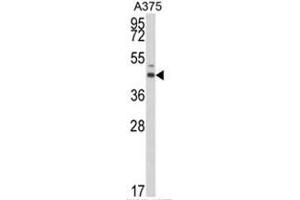 Western blot analysis of ESRRA Antibody (Center) in A375 cell line lysates (35ug/lane). (ESRRA antibody  (Middle Region))