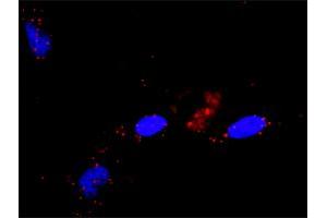 Proximity Ligation Analysis of protein-protein interactions between RALGDS and HRAS. (RALGDS antibody  (AA 1-902))