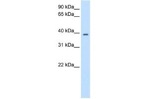 WB Suggested Anti-PSMD6 Antibody Titration:  2. (PSMD6 antibody  (N-Term))