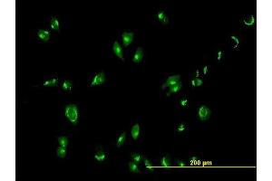 Immunofluorescence of purified MaxPab antibody to GOLGA1 on HeLa cell. (GOLGA1 antibody  (AA 1-767))