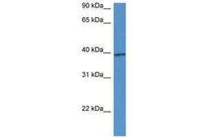 Image no. 1 for anti-Calcium Homeostasis Modulator 1 (CALHM1) (AA 295-344) antibody (ABIN6747218) (CALHM1 antibody  (AA 295-344))