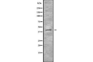 Western blot analysis STAC3 using 293 whole cell lysates (STAC3 antibody  (Internal Region))