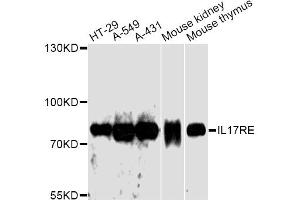 Western blot analysis of extracts of various cell lines, using IL17RE antibody. (IL17RE antibody)