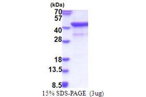 SDS-PAGE (SDS) image for Signal-Regulatory Protein alpha (SIRPA) (AA 27-373) protein (His tag) (ABIN5853876) (SIRPA Protein (AA 27-373) (His tag))