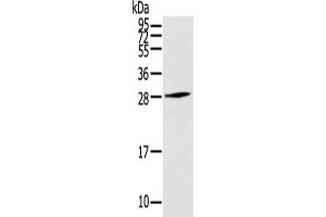 Western Blotting (WB) image for anti-Thymocyte Nuclear Protein 1 (THYN1) antibody (ABIN5958656) (THYN1 antibody)