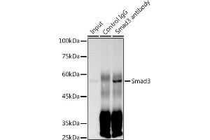 Immunoprecipitation (IP) image for anti-SMAD, Mothers Against DPP Homolog 3 (SMAD3) antibody (ABIN7270349)