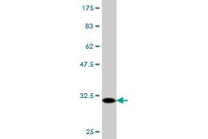 Western Blot detection against Immunogen (30. (FPR2 antibody  (AA 163-205))