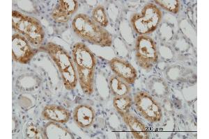 Immunoperoxidase of monoclonal antibody to PCTK1 on formalin-fixed paraffin-embedded human kidney. (CDK16 antibody  (AA 1-80))