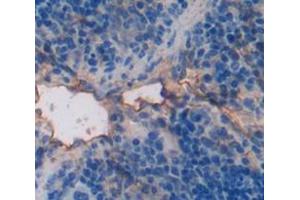IHC-P analysis of Mouse Tissue, with DAB staining. (PIM2 antibody  (AA 98-319))