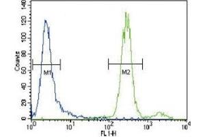 HGF antibody flow cytometric analysis of CEM cells (green) compared to a negative control (blue). (HGF antibody  (AA 521-554))