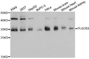 Western blot analysis of extracts of various cell lines, using PLSCR3 antibody. (PLSCR3 antibody)