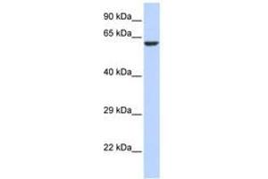 Image no. 1 for anti-Potassium Channel, Subfamily V, Member 1 (KCNV1) (AA 36-85) antibody (ABIN6740508)