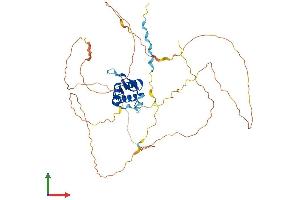 AlphaFold protein structure predicition of Mouse Recombinant Foxf2 Protein, UniprotID O54743