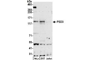 anti-Pleckstrin and Sec7 Domain Containing 3 (PSD3) (AA 998-1048) antibody