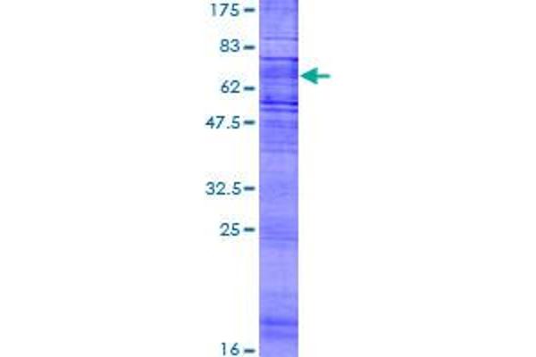 CMKLR1 Protein (AA 1-371) (GST tag)