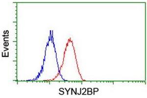 Image no. 1 for anti-Synaptojanin 2 Binding Protein (SYNJ2BP) antibody (ABIN1501272) (SYNJ2BP antibody)