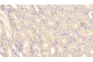 Detection of LIF in Human Kidney Tissue using Monoclonal Antibody to Leukemia Inhibitory Factor (LIF) (LIF antibody  (AA 2-201))
