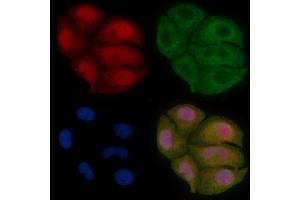 C8orf4 Mouse Monoclonal Antibody staining Hela cells by IF/ICC.