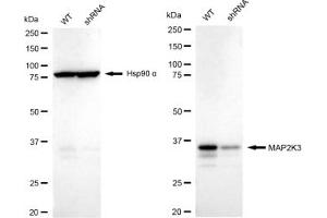 Western blotting analysis using MAP2K3 antibody (ABIN7799465).