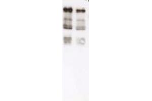 Immunoblot of Ubiquitin. (Ubiquitin antibody)