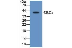 Detection of Recombinant LEI, Rat using Polyclonal Antibody to Leukocyte Elastase Inhibitor (LEI) (SERPINB1 antibody  (AA 17-332))