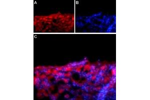 Expression of NaVβ1 in rat DRGImmunohistochemical staining of adult rat dorsal root ganglion (DRG) using Anti-SCN1B (NaVβ1) (extracellular) Antibody (ABIN7581958) followed by goat anti-rabbit-AlexaFluor-594 secondary antibody.