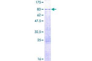 ADAD1 Protein (AA 1-565) (GST tag)