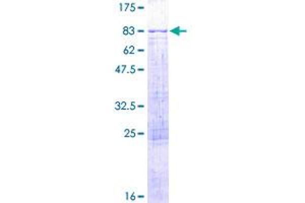 ADAD1 Protein (AA 1-565) (GST tag)