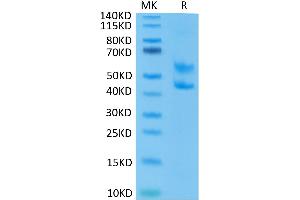 Mouse CD3E&CD3D on Tris-Bis PAGE under reduced condition. (CD3D & CD3E (AA 23-108) protein (Fc Tag))