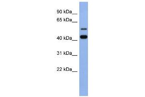 WB Suggested Anti-ZNF547 Antibody Titration:  0. (ZNF547 antibody  (N-Term))