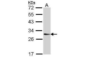 WB Image Sample (30 ug of whole cell lysate) A: H1299 12% SDS PAGE antibody diluted at 1:5000 (TMED9 antibody  (Center))