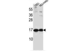 Western blot analysis in U251, NCI-H460 cell line lysates (35ug/lane) using Pleiotrophin / PTN  Antibody (C-term). (Pleiotrophin antibody  (C-Term))