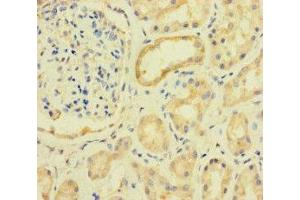 Immunohistochemistry of paraffin-embedded human kidney tissue using ABIN7142660 at dilution of 1:100 (PRKAA2 antibody  (Catalytic Subunit alpha))
