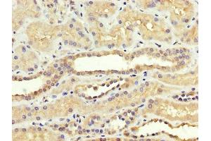 IHC image of ABIN7170778 diluted at 1:300 and staining in paraffin-embedded human kidney tissue performed on a Leica BondTM system. (SREBF1 antibody  (AA 38-201))