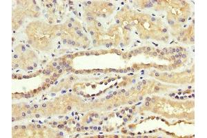 IHC image of ABIN7170778 diluted at 1:300 and staining in paraffin-embedded human kidney tissue performed on a Leica BondTM system. (SREBF1 antibody  (AA 38-201))