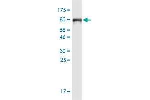 Western Blot detection against Immunogen (77. (CPQ antibody  (AA 1-472))