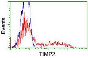 HEK293T cells transfected with either RC209796 overexpress plasmid (Red) or empty vector control plasmid (Blue) were immunostained by anti-TIMP2 antibody (ABIN2455391), and then analyzed by flow cytometry. (TIMP2 antibody)