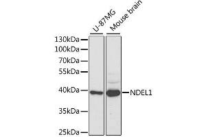 Western blot analysis of extracts of various cell lines, using NDEL1 antibody. (NDEL1 antibody  (AA 1-345))