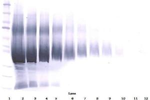 Western Blot (Reduced) using IGFBP5 Antibody Cat. (IGFBP5 antibody)