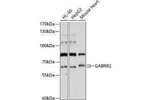 Western blot analysis of extracts of various cell lines, using G antibody (ABIN6131690, ABIN6140921, ABIN6140922 and ABIN6214242) at 1:1000 dilution. (GABRR2 antibody  (AA 350-450))