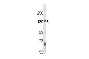 Western blot analysis of CACNA2D1 Antibody in mouse brain tissue lysates (35ug/lane) (CACNA2D1 antibody  (N-Term))